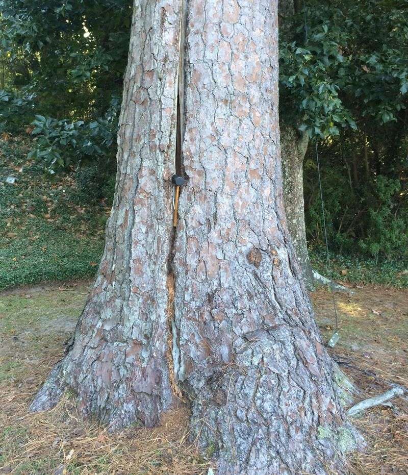 Inspect the whole tree and the targets beneath it