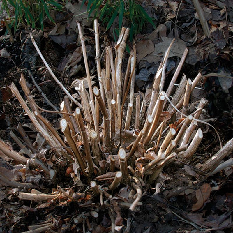 Pruning Old-Wood Hydrangeas Too Heavily