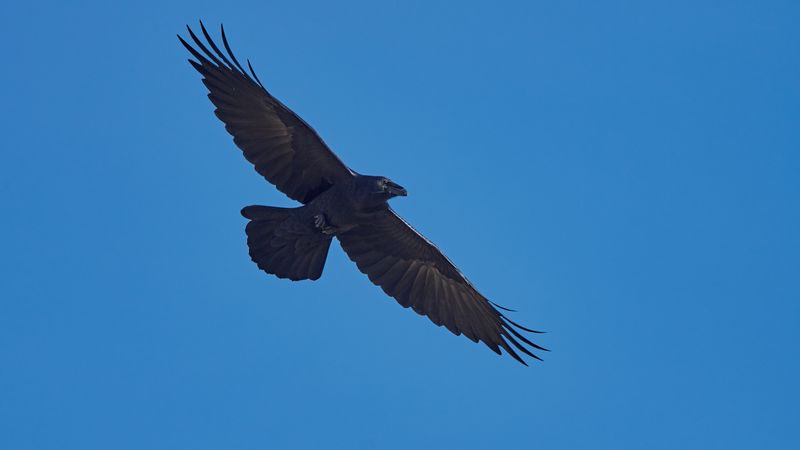 The flock may know about food farther away