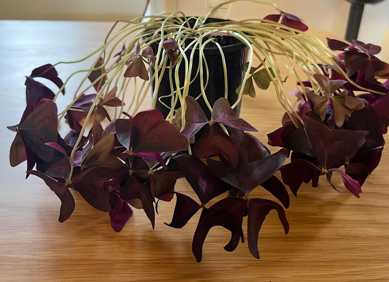 Why more water may leave the plant thinner