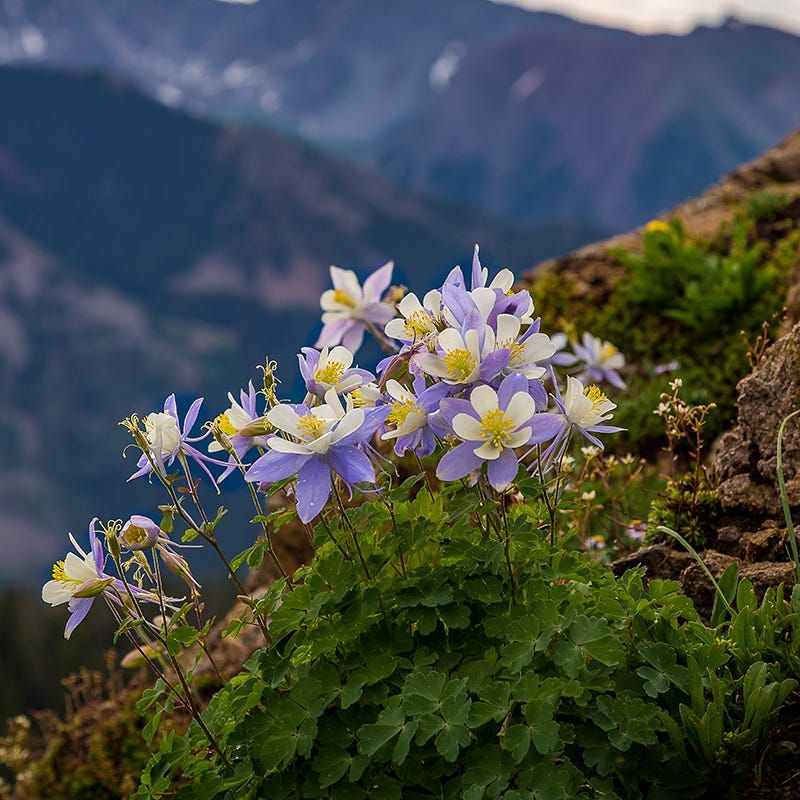Columbine