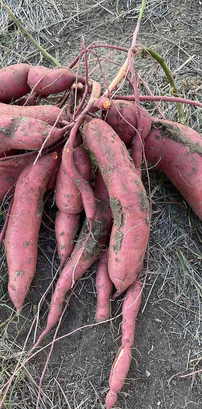 Brush off soil instead of washing before curing