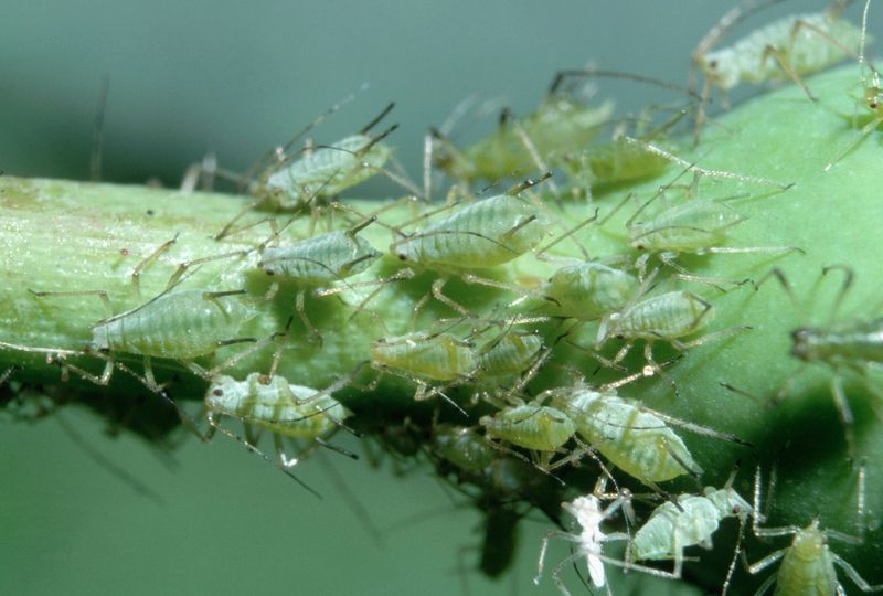 Monitor for Pests and Diseases