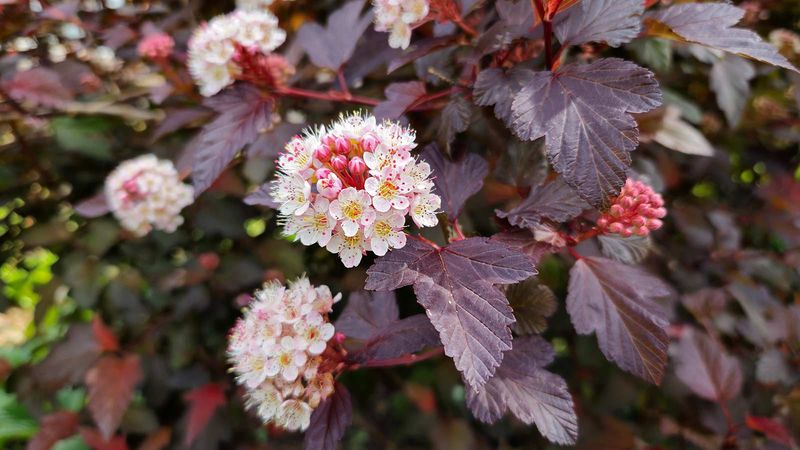 Other shrubs need their own pruning schedule