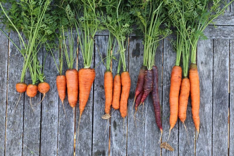 Count backward from the harvest you actually want