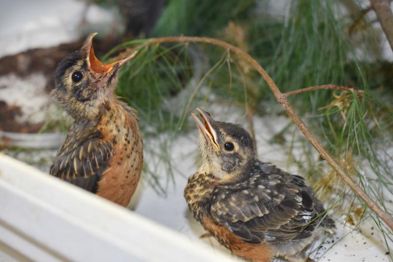 A fledgling on the ground may still be in parental care