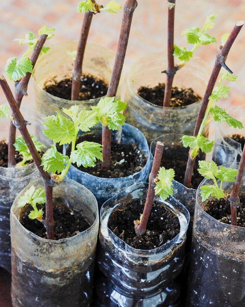 A seed-grown vine will not reliably copy its parent
