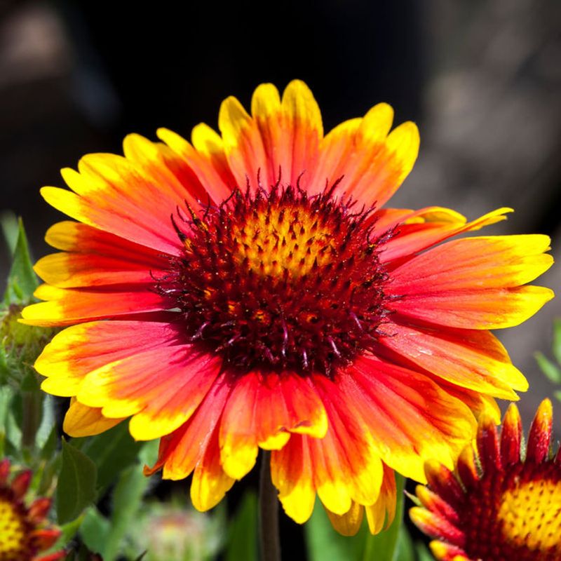 Blanket Flower (Gaillardia)