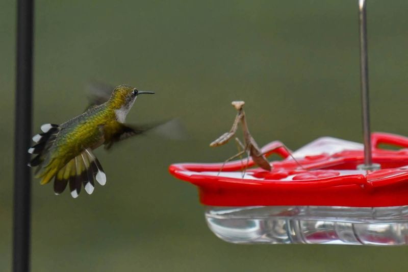Ignoring Predators