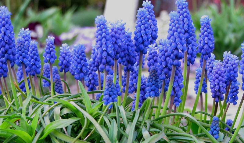 Grape Hyacinth (Muscari)