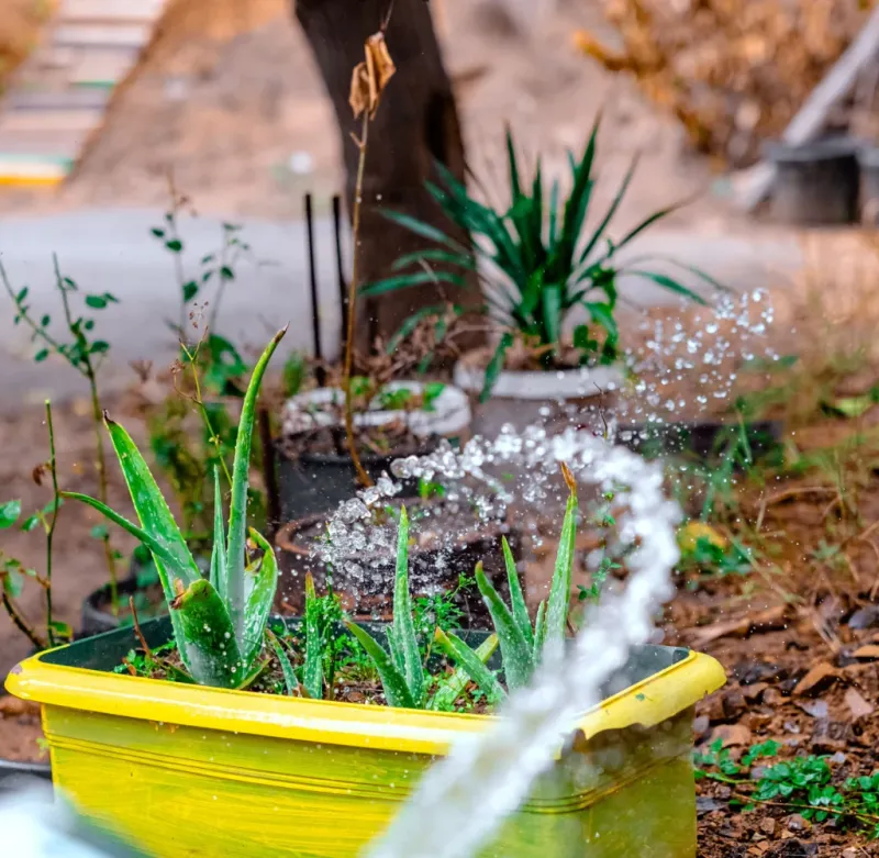 Switch to the Soak and Dry Watering Method