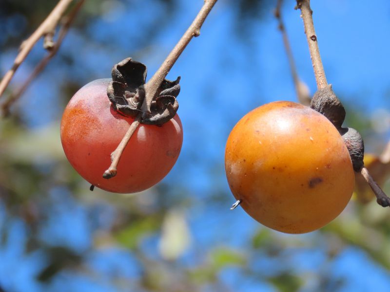 American persimmon is the edible native fruit tree