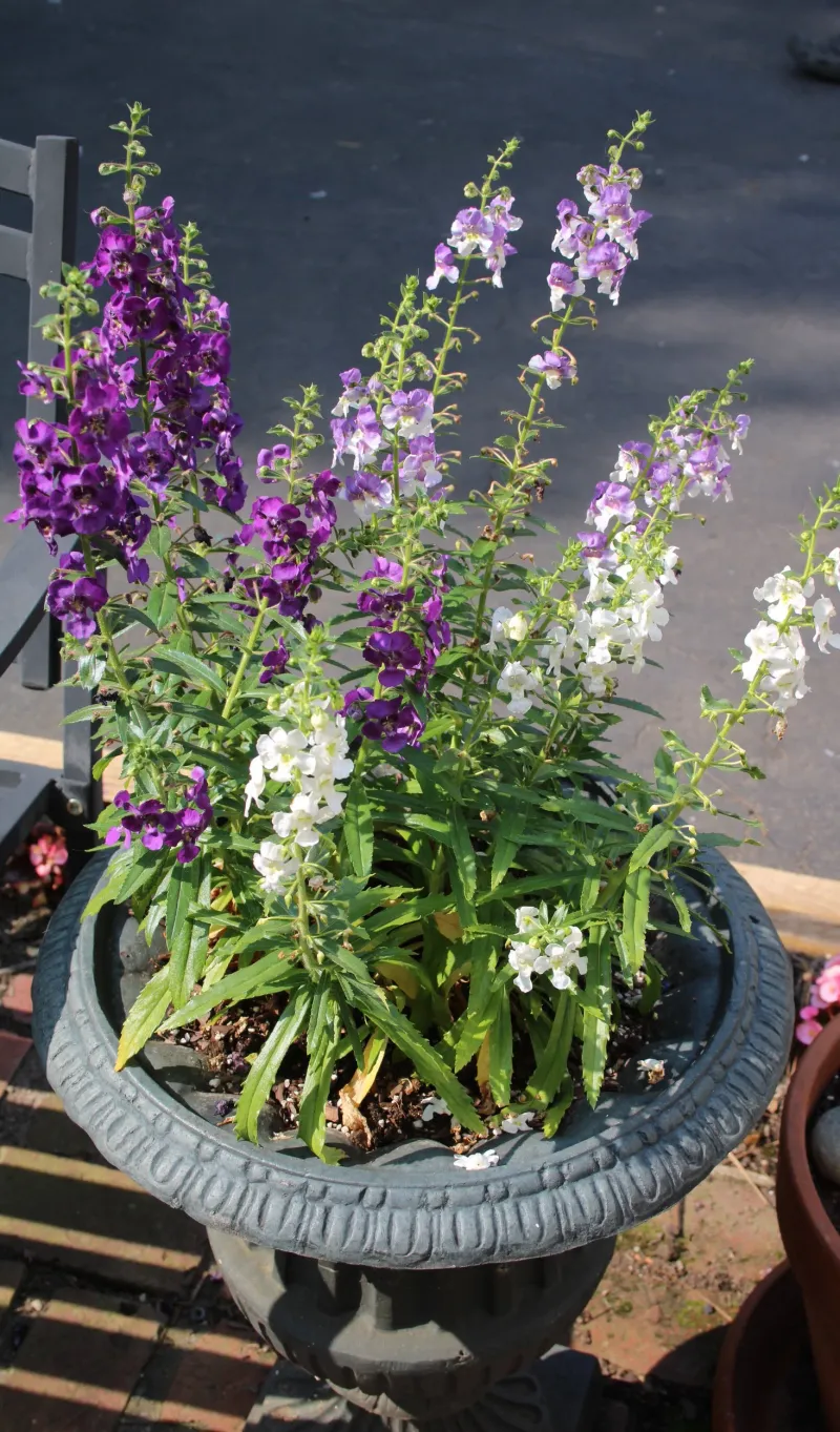 Angelonia (Summer Snapdragon)