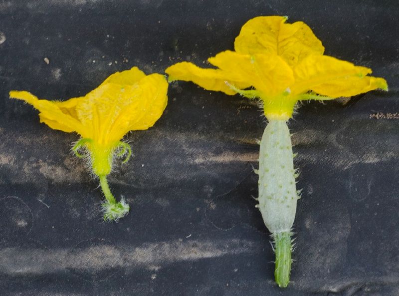 Identify Male and Female Flowers