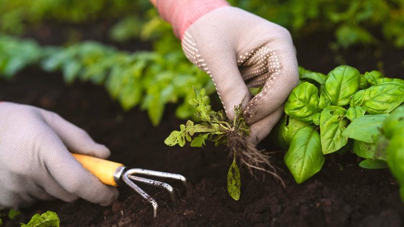 Damaging Roots While Weeding or Digging