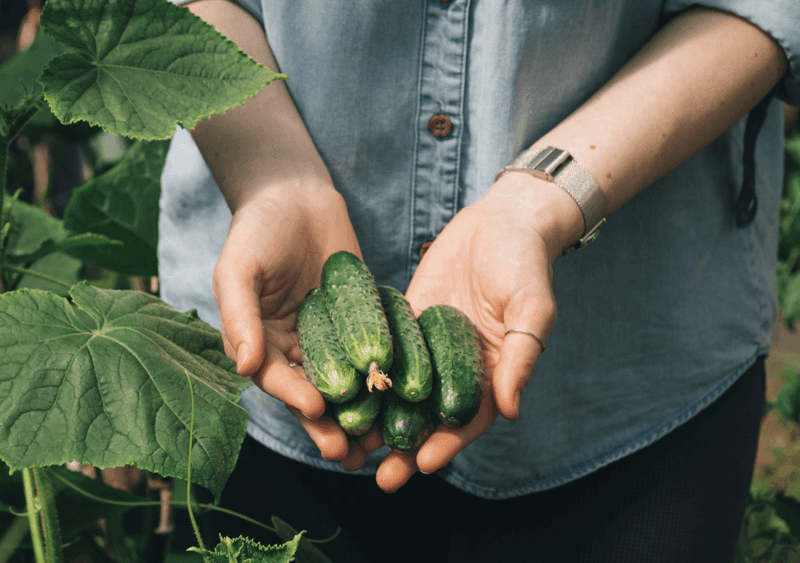 Harvest Early and Often