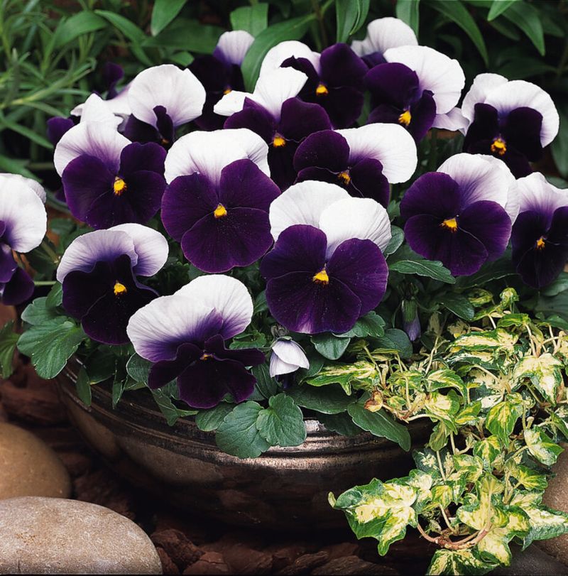 Panolas: The Best-of-Both Hybrid