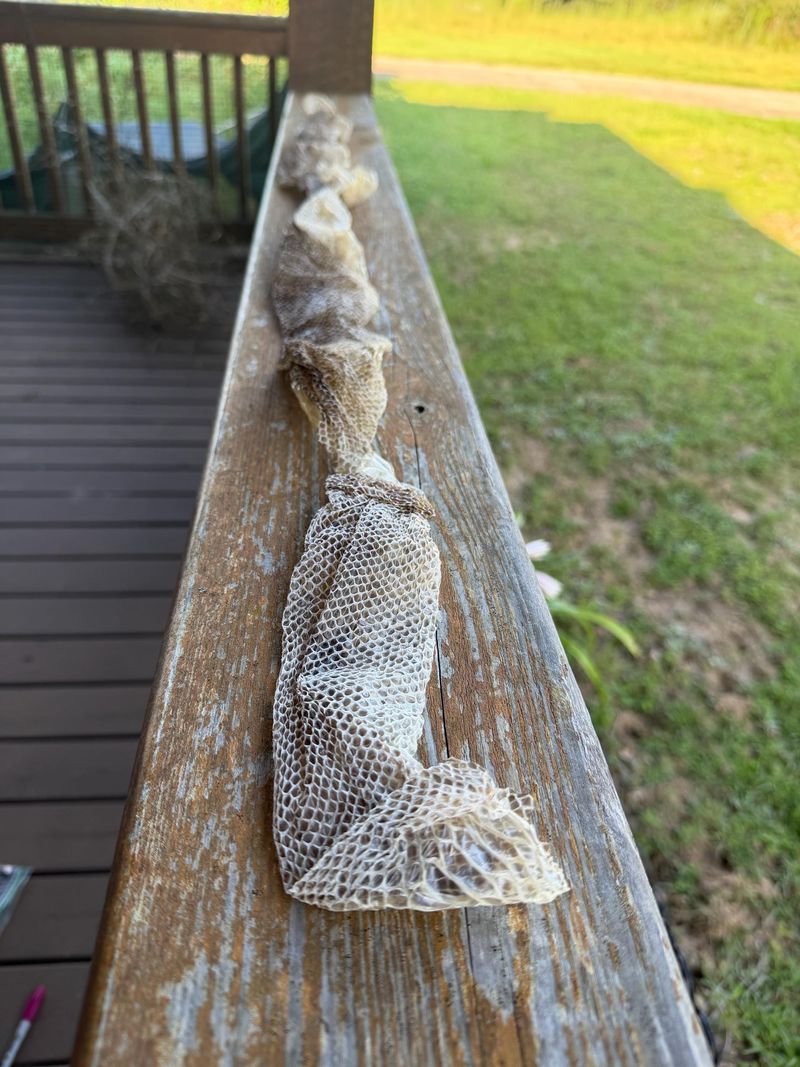 Shed Snake Skins