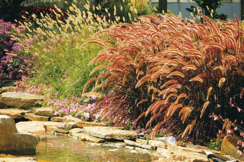 Ornamental Grasses