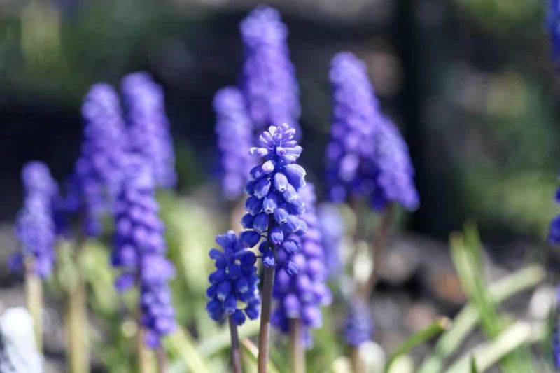 Grape Hyacinths