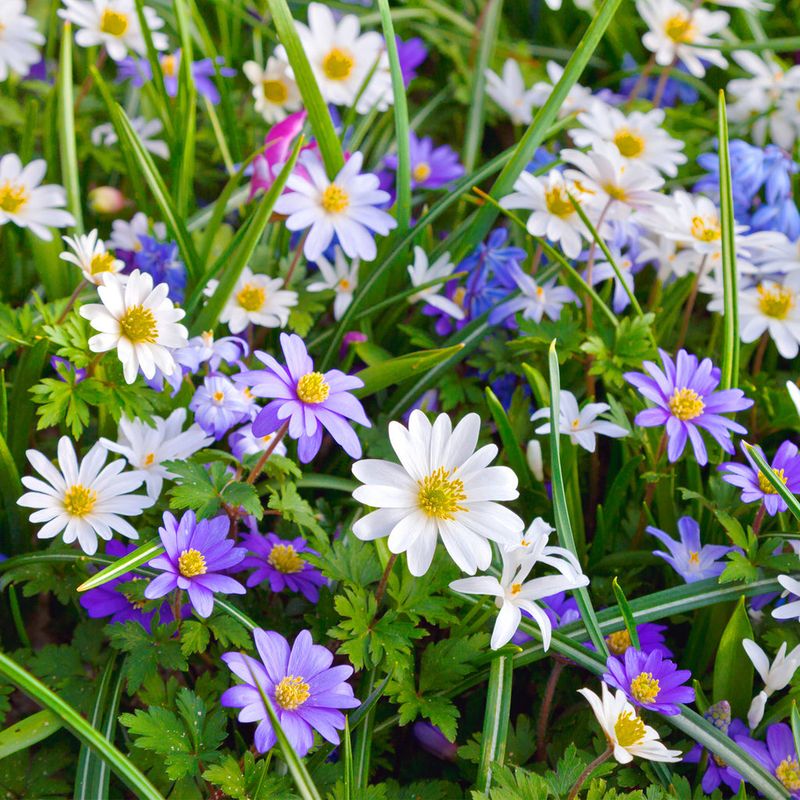 Anemone Blanda