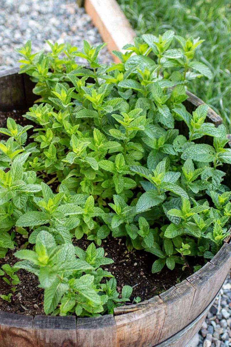 Peppermint