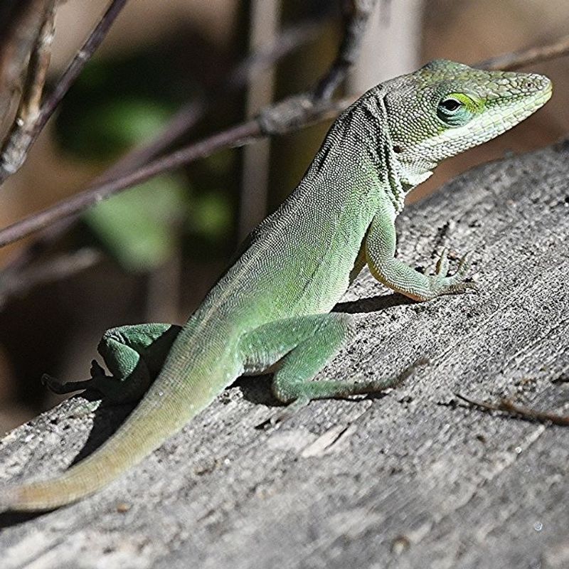 Why Late Summer Can Bring an Anole Into View