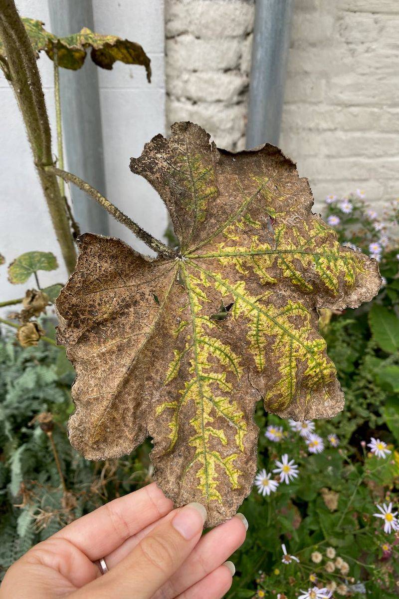 Cleanup lowers risk, but cannot guarantee a rust-free season