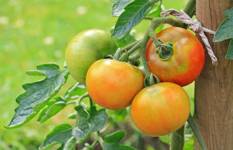Direct sun is not required for tomatoes to finish ripening