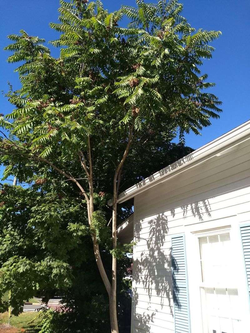 The Tree in the Yard May Be Tree-of-Heaven