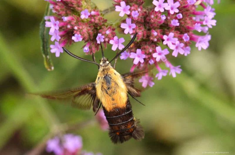 The Visited Bloom Reveals One Resource Your Yard Offers