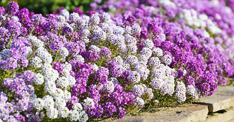 Sweet Alyssum
