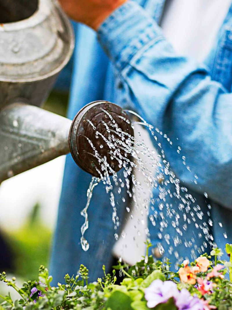 Morning Is the Best Time to Water