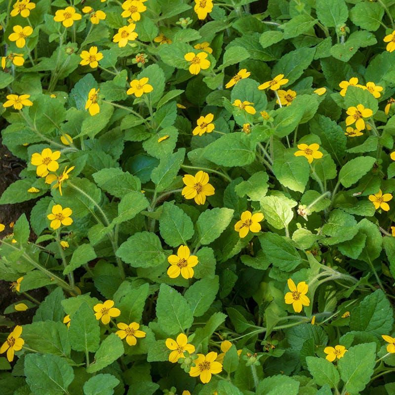 Golden Star or Green-and-Gold (Chrysogonum virginianum)