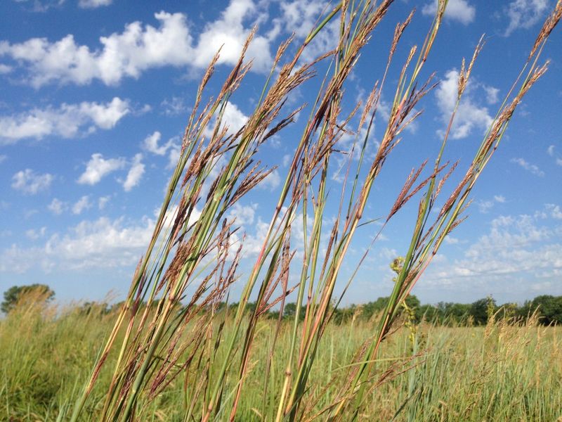Big Bluestem (Andropogon gerardii)