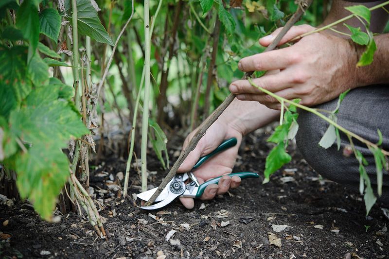For summer-bearing raspberries, remove only the canes that already fruited