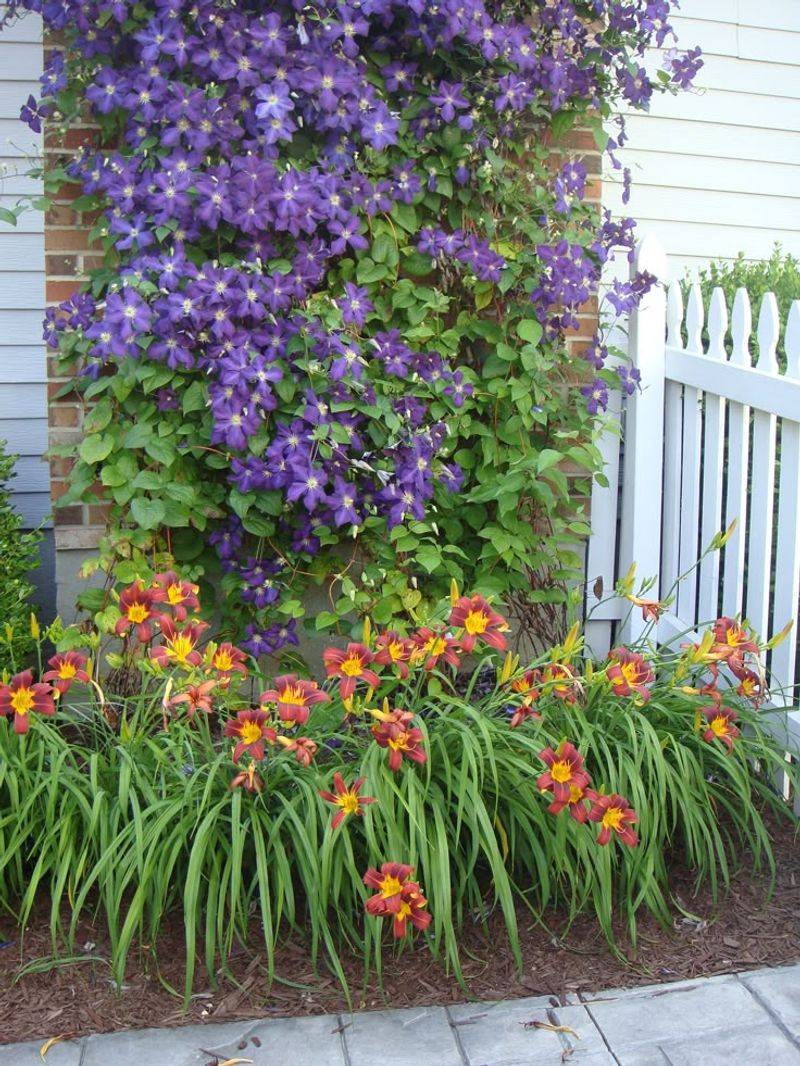 Daylily (Hemerocallis)