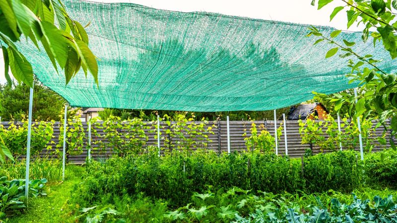 Use Temporary Shade During Heatwaves