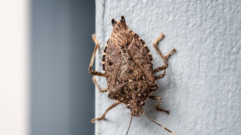 If bugs are already indoors, remove them without crushing
