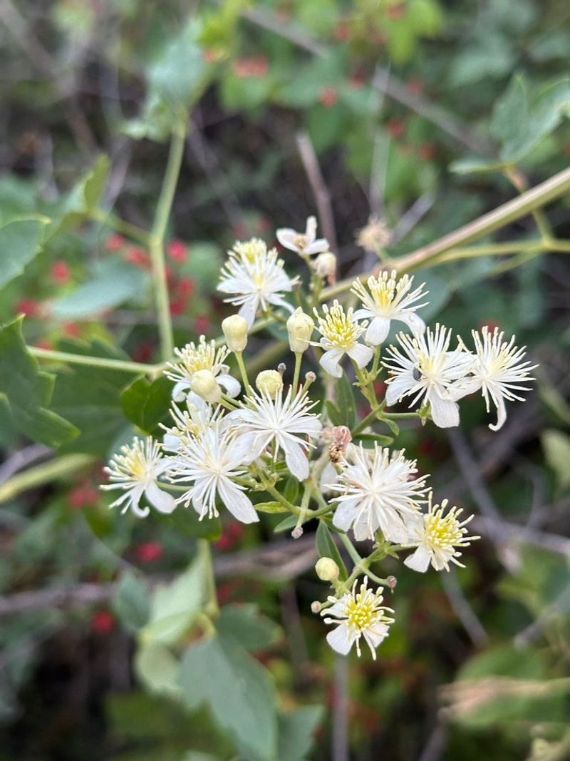 Ligusticifolia Clematis (Clematis ligusticifolia)
