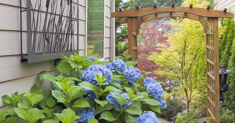 Hydrangeas