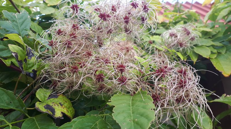 Clematis vitalba (Old Man's Beard)