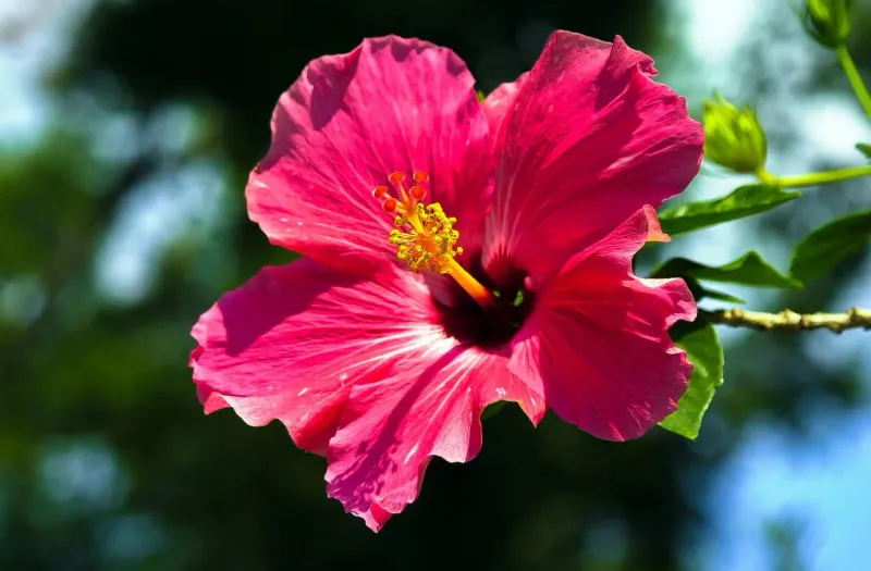 Tropical Hibiscus and Mandevilla