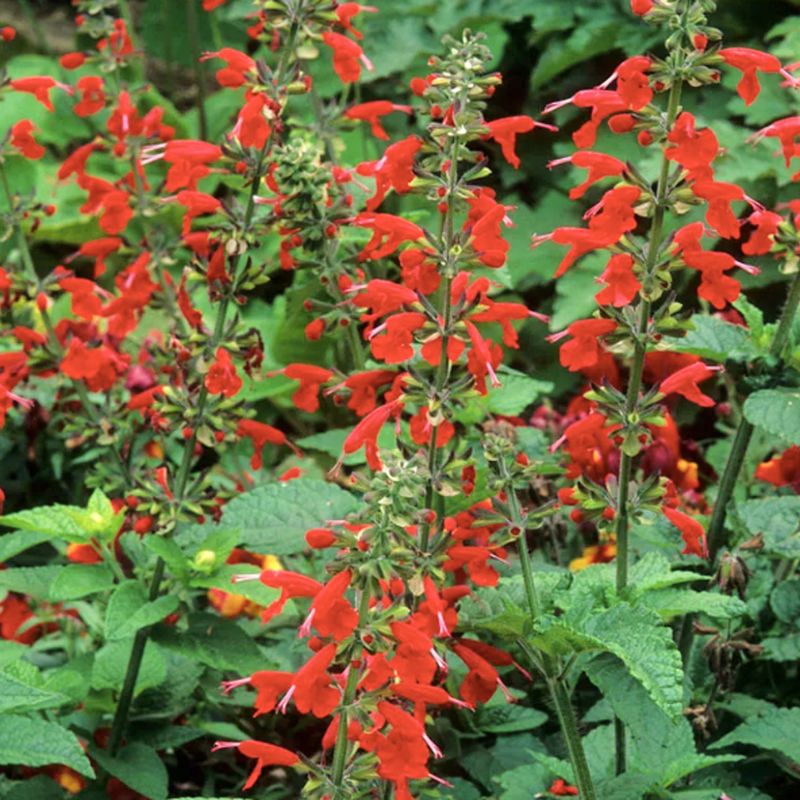 Salvia