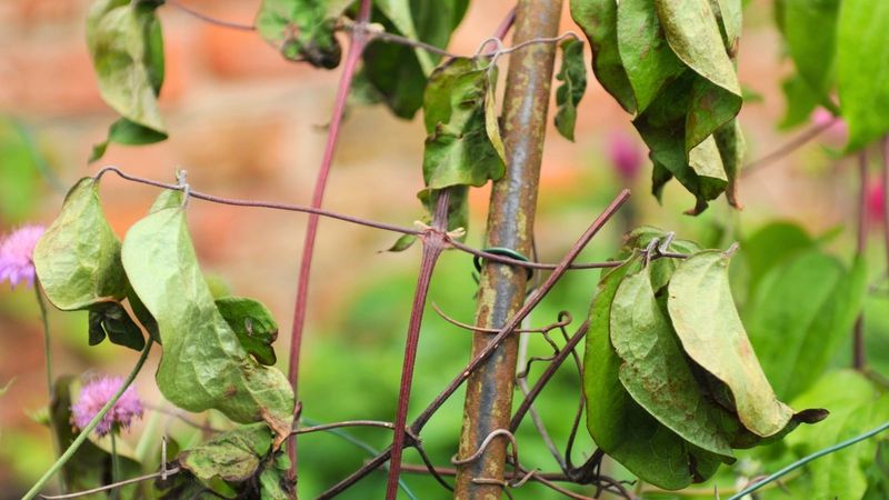 Young vines and sudden dieback require separate checks