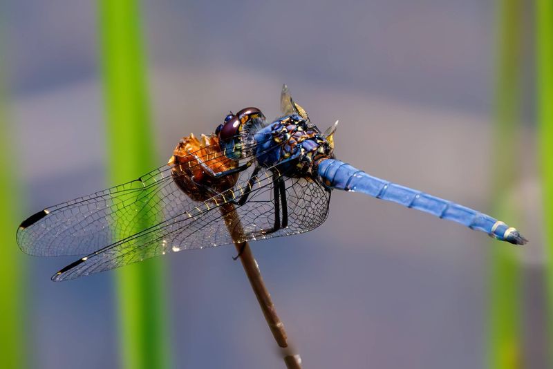 Dragonflies may help with mosquitoes, but they are not a control plan