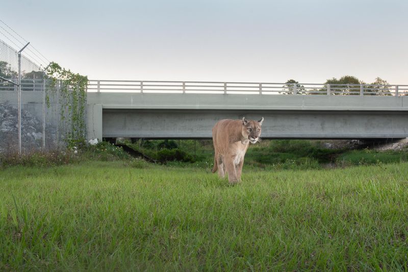 I-75’s crossings combine underpasses with fencing