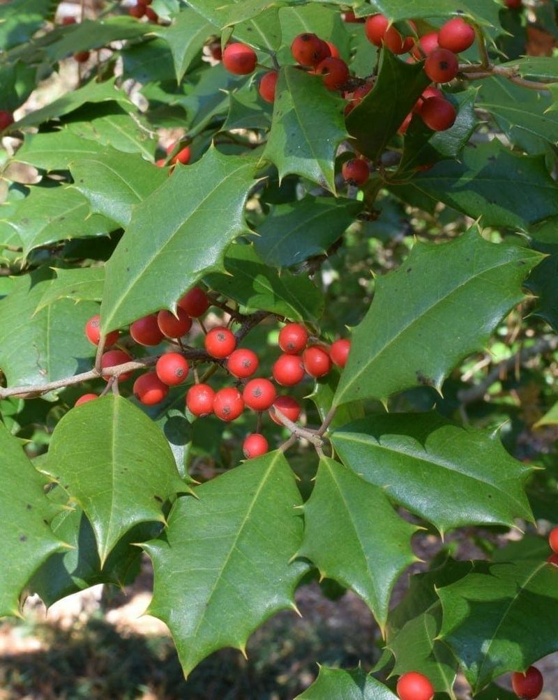 Buy the native species and keep the berries away from people and pets