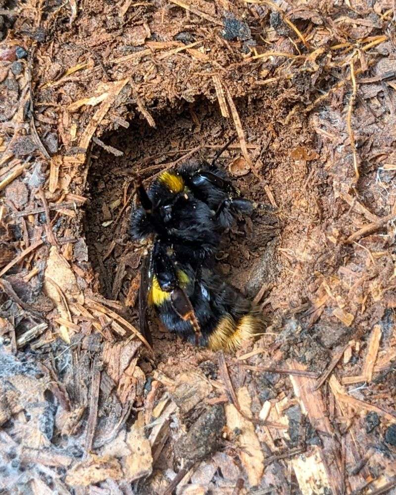 Queens may use several sheltered sites