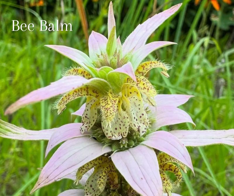Choose it alongside, not instead of, other late-season natives